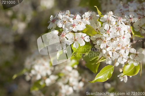 Image of Spring Flowering Tree Blossom