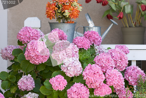Image of Beautiful Hydrangea Blossoms