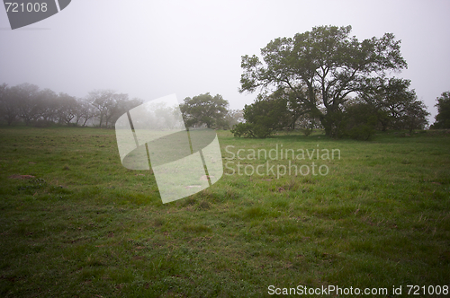 Image of Foggy Countryside and Oak Trees
