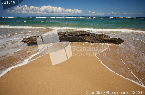 Image of Inviting Tropical Shoreline & Driftwood