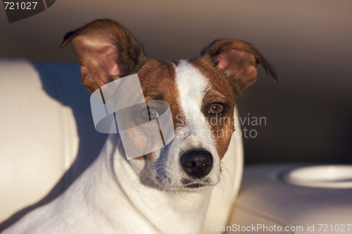 Image of Jack Russell Terrier Portrait