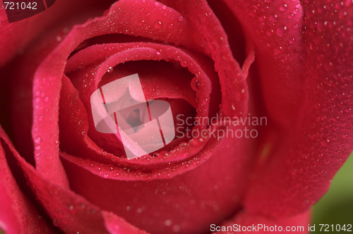 Image of Macro Red Rose Blossom