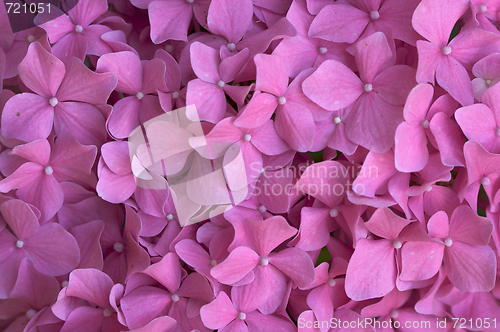 Image of Beautiful Hydrangea Blossoms