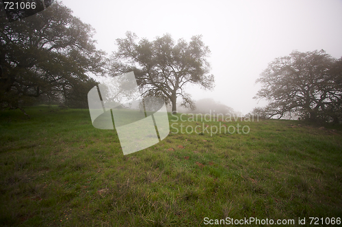 Image of Foggy Countryside and Oak Trees
