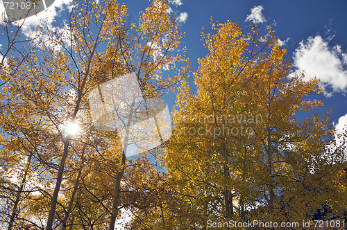 Image of Colorful Aspen Pines