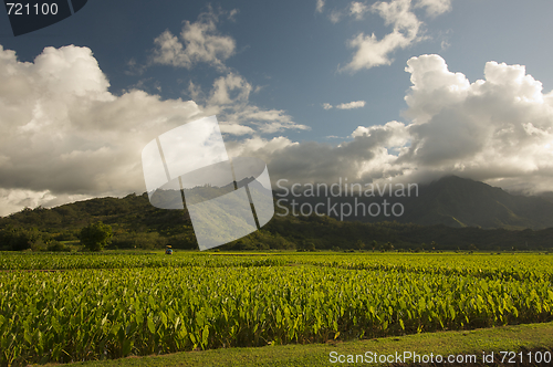 Image of Hanalei Valley and Taro Fields