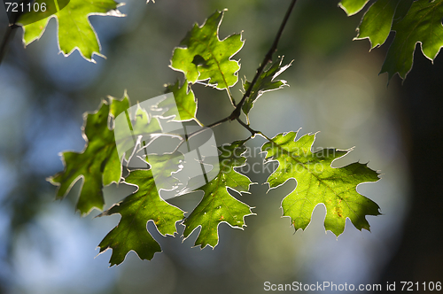 Image of Backlit Oak Leaves