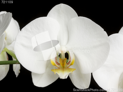 Image of White Orchids on Black