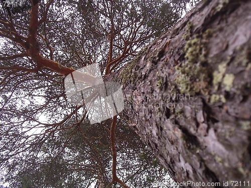 Image of Tree of life