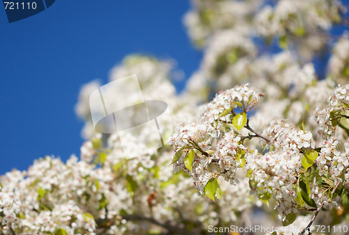 Image of Spring Flowering Tree Blossom