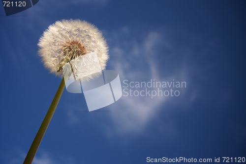 Image of Dandelion Against Deep Blue Sky