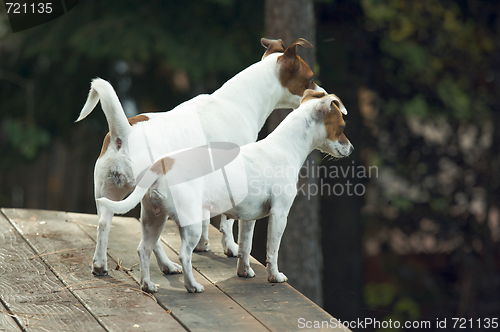 Image of Jack Russell Terriers Ready to Hunt