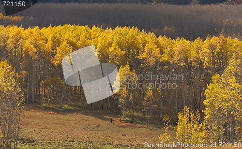 Image of Aspen Pines Changing Color