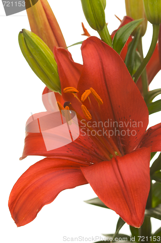 Image of Beautiful Asiatic Lily Bloom