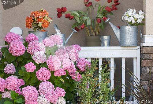 Image of Beautiful Hydrangea Blossoms