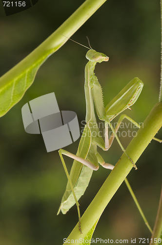 Image of Praying Mantis