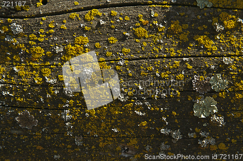 Image of Close-up of wood log with bright fungus growth.