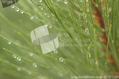 Image of Water Drops on Pine Needles