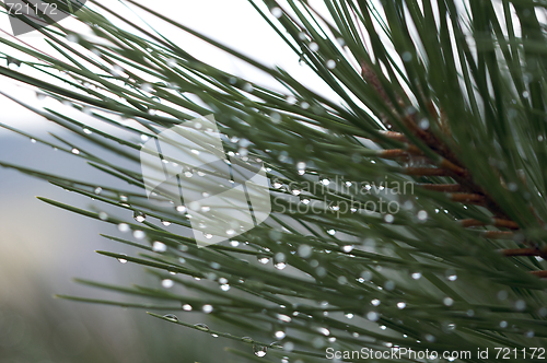 Image of Water Drops on Pine Needles