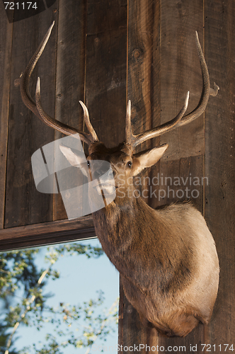 Image of Mounted Stag Head