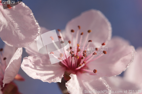 Image of Early Spring Pink Tree Blossoms