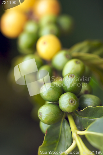 Image of Coffee Beans on the Branch