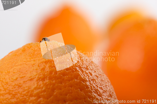 Image of Clementine Oranges