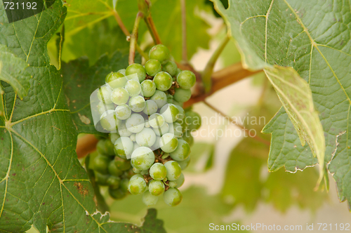 Image of Grapes & Vines