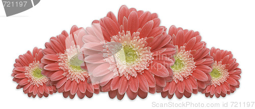 Image of Gerber Daisy Row