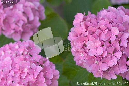 Image of Beautiful Hydrangea Blossoms