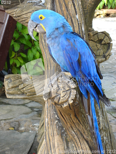 Image of Parrot in Pattaya, Thailand