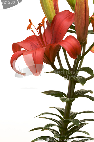 Image of Beautiful Asiatic Lily Bloom