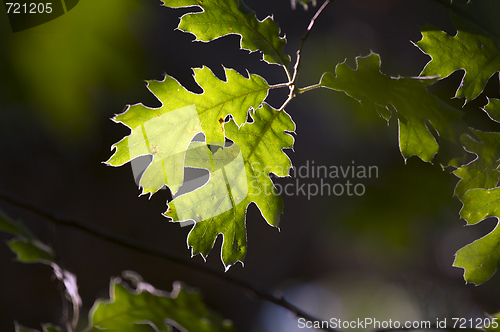 Image of Backlit Oak Leaves