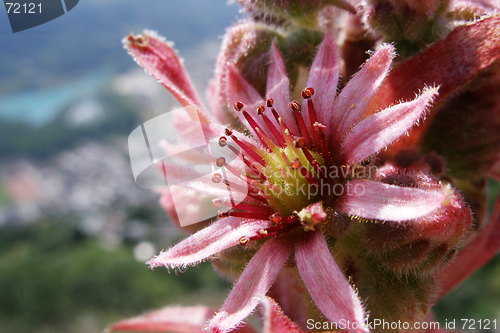 Image of mountain flower