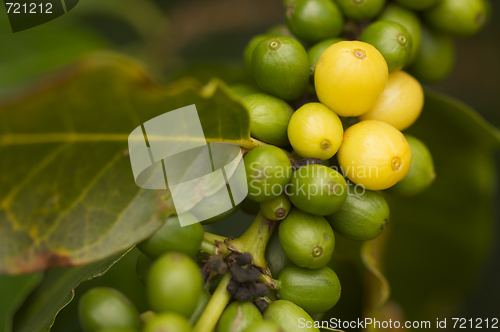Image of Coffee Beans on the Branch