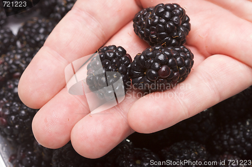 Image of Hand Holding Blackberries