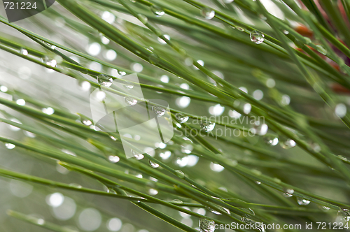 Image of Water Drops on Pine Needles