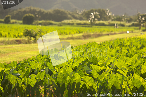 Image of Hanalei Valley and Taro Fields