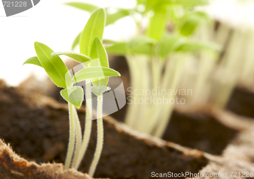 Image of Sprouting Plants