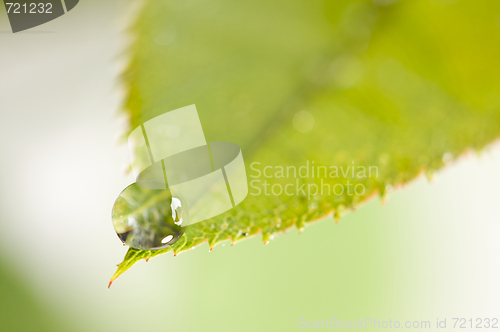 Image of Close Up Leaf & Water Drops