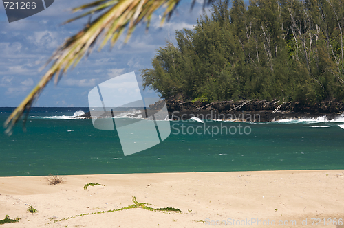 Image of Tropical Shoreline and Trees
