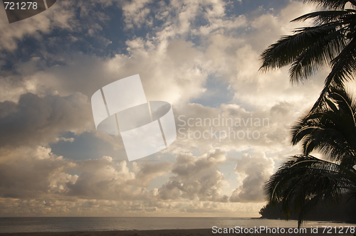 Image of Tropical Sunset with Palm Trees