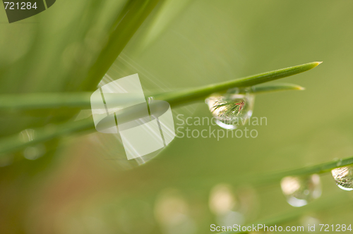 Image of Water Drops on Pine Needles