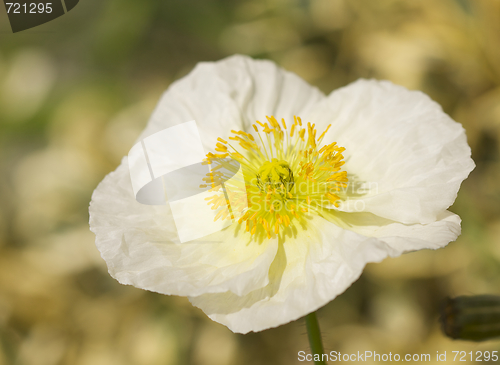 Image of White Iceland Poppie Bloom