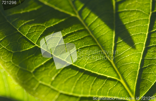 Image of Macro Backlit Leaf