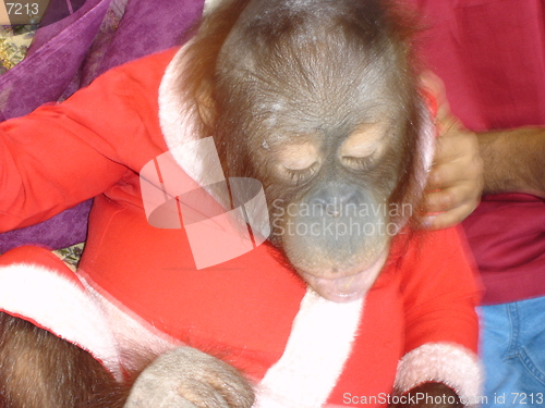 Image of Monkey As Santa