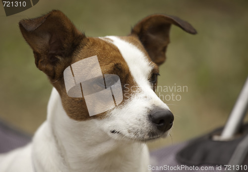 Image of Jack Russell Terrier Portrait