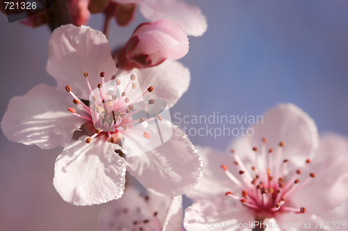 Image of Early Spring Pink Tree Blossoms