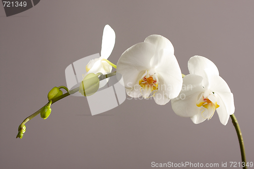 Image of Beautiful Orchid Branch Blossom
