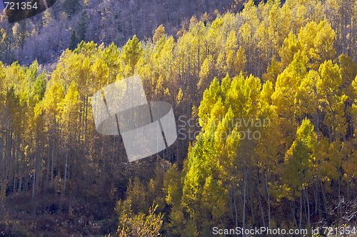 Image of Aspen Pines Changing Color